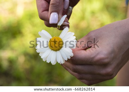 Women's hands tearing petals with chamomile
