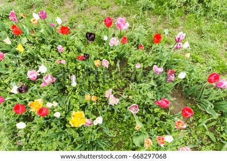 colorful tulips on a field 