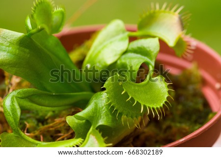 Exotic insect-eating predator flower Venus flytrap dionaea planted over a clay plantpot, in a blurred background