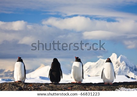 penguins dreaming sitting on a rock, mountains in the background
