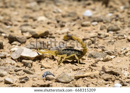 Scorpion deathstalker from the Negev desert took a defensive stance (Leiurus quinquestriatus)