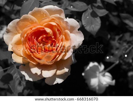 Color rose with black and white background