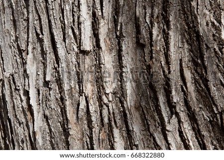 Tree Bark;