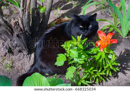 black cat is sitting near orange Lily