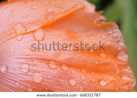 Orange flower in sunlight with rain drops on back of petal with stem                               