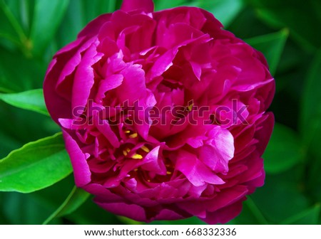 large purple peony, many petals and juicy flower. in the bush