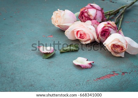 Withered pink roses on old turquoise metal plate, selective focus
