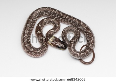 Small Snake isolated on white , Close-up Common Wolf Snake