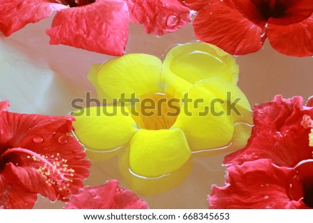 Hibiscus floating in water and Allamanda, images of summer and vacation