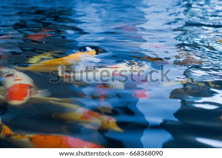 blurred fish pond background Fancy carp Mirror carp
