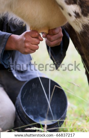 A man with calloused hands milking a dairy cow on a farm, extracting fresh milk from the udder in a natural and sustainable agriculture action. Royalty-Free Stock Photo #66837217
