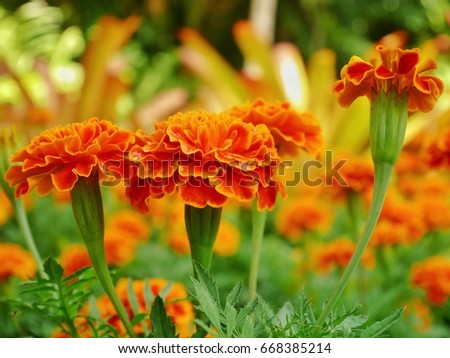 Marigolds in garden. (Tagetes erecta, Mexican marigold, Aztec marigold, African marigold)