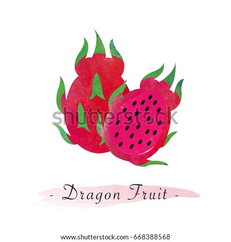 Colorful watercolor texture vector healthy red meat dragon fruit pitaya