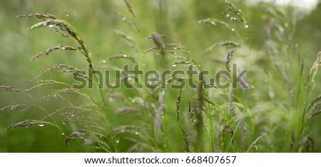 Picturesque thickets of wild grass in the sunlight with drops of water on the leaves wide-screen photo: panorama soft green colored