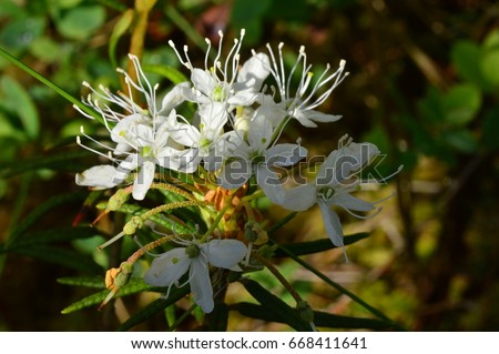 Summer morning flowering with beautiful white flowers of wild rosemary