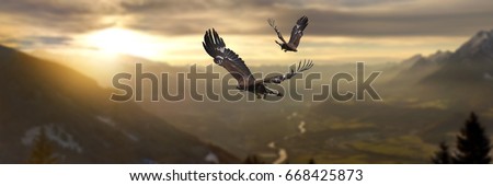   Golden eagles flying                                 