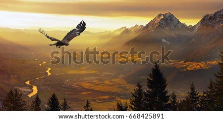 Eagle flying, Golden eagle                                        Royalty-Free Stock Photo #668425891