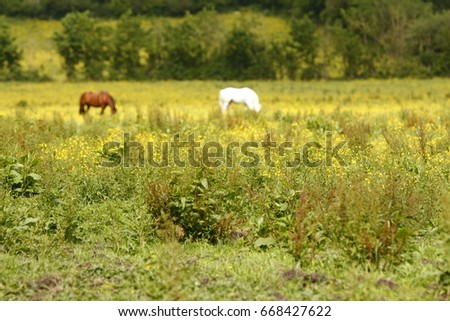 A soft focus picture of a brown (bay) and white (gray) horse feeding in a UK (Welsh) grassy field with weeds and yellow flowers