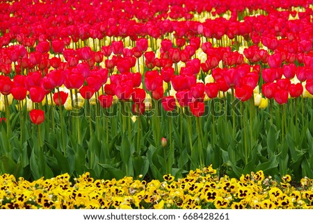 Beautiful  of red and yellow tulips field with green leafs and yellow and brown pansy flowers