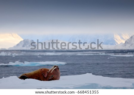 Walrus, Odobenus rosmarus, stick out from blue water on white ice with snow, Svalbard, Norway. Winter landscape with big animal.