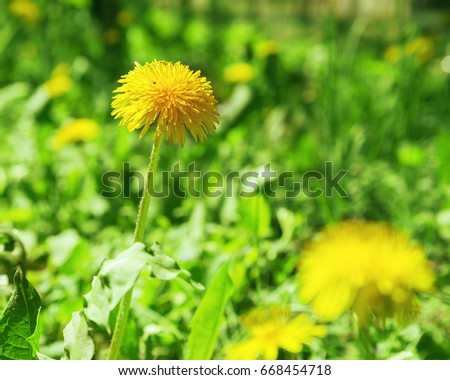 Spring young dandelion growing among the green grass in the field. Blossoming dandelion on a blurred green background. Soft focus. Natural fon.