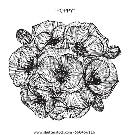 Bouquet of Poppy flowers drawing and sketch with line-art on white backgrounds.