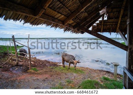 Buffalo near lake on wetland thale-noi waterfowl reserve park phatthalung, thailand.