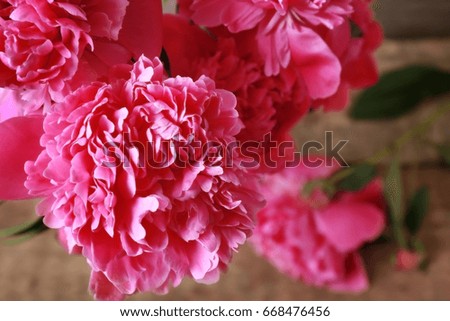 Closeup view of peony flowers on blurred background