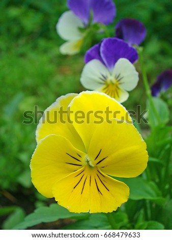 Viola on the flowerbed closeup