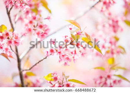 Cherry Blossom or Sakura Blossom Flower with blue sky in spring season at Japan.