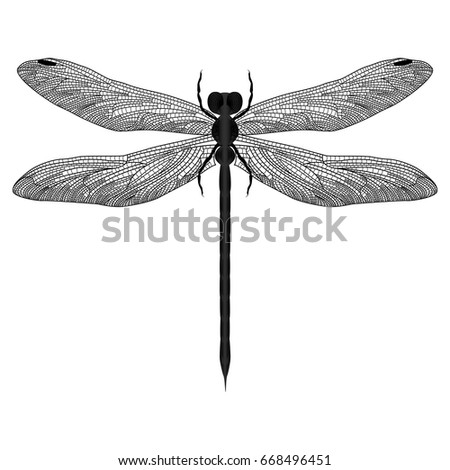 Dragonfly isolated on white. Vector illustration.