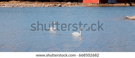 Swans float on the lake in the spring