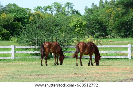horse farm in thailand
