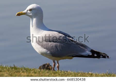 Herring gull (Larus argentatus) standing in close up profile. Full body seagull