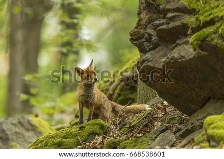 Beautiful red fox in forest