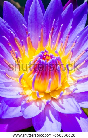 Macro flower picture of beautiful purple lotus on the pond with yellow pollen or close up colorful water lily with scientist named Nymphaeaceae (hybrid) isolated on black background