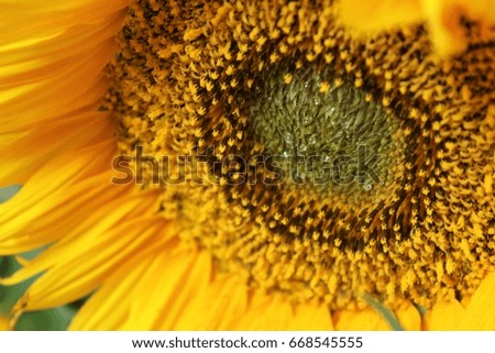 Sunflower - Stock Image