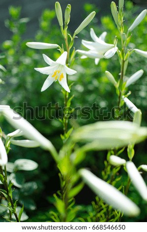 Beautiful lily flowers grow in the summer in the fresh air