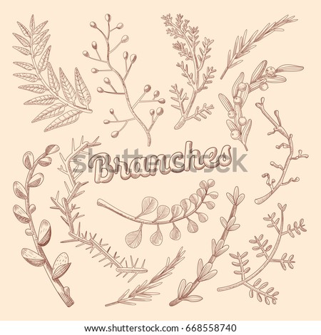 Branches Hand Drawn Floral Doodle. Rustic Plants. Vector illustration