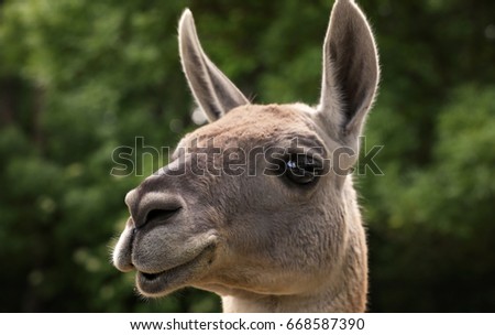Cute funny lama in zoological garden, closeup