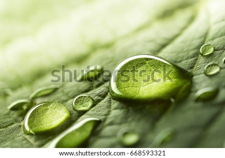 Large beautiful drops of transparent rain water on a green leaf macro. Drops of dew in the morning glow in the sun. Beautiful leaf texture in nature. Natural background Royalty-Free Stock Photo #668593321