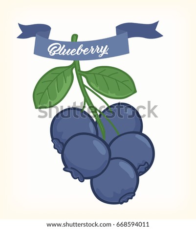 Blueberry fruit vector