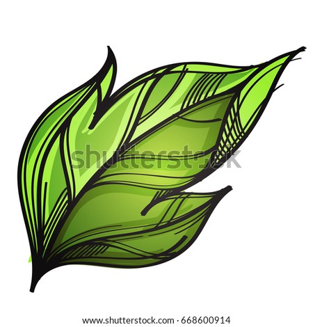 Green leaf. Hand drawn, sketch style. Vector illustration isolated on white background.