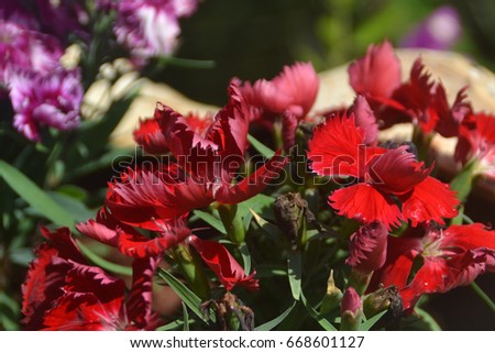 Close-up shot of blooming Red flower 