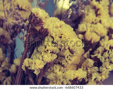 Vintage Dry Yellow flowers.