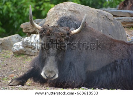 The yak is a long-haired bovid found throughout the Himalaya region of southern Central Asia, the Tibetan Plateau and as far north as Mongolia and Russia.