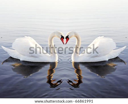 	Swan`s heart. Royalty-Free Stock Photo #66861991
