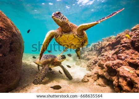 An endangered Hawaiian Green Sea Turtle swimming in the warm waters of the Pacific Ocean in Hawaii Royalty-Free Stock Photo #668635564