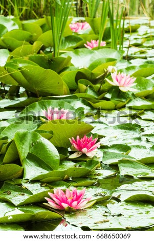 Pink color lotus blooming in pond. Flowers of nenuphar (Nymphaea) with leaves.  Selective focus.