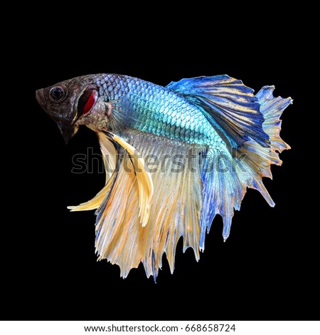 Siamese fighting fish (Betta splendens) from Thailand also sometimes colloquially known as the betta 